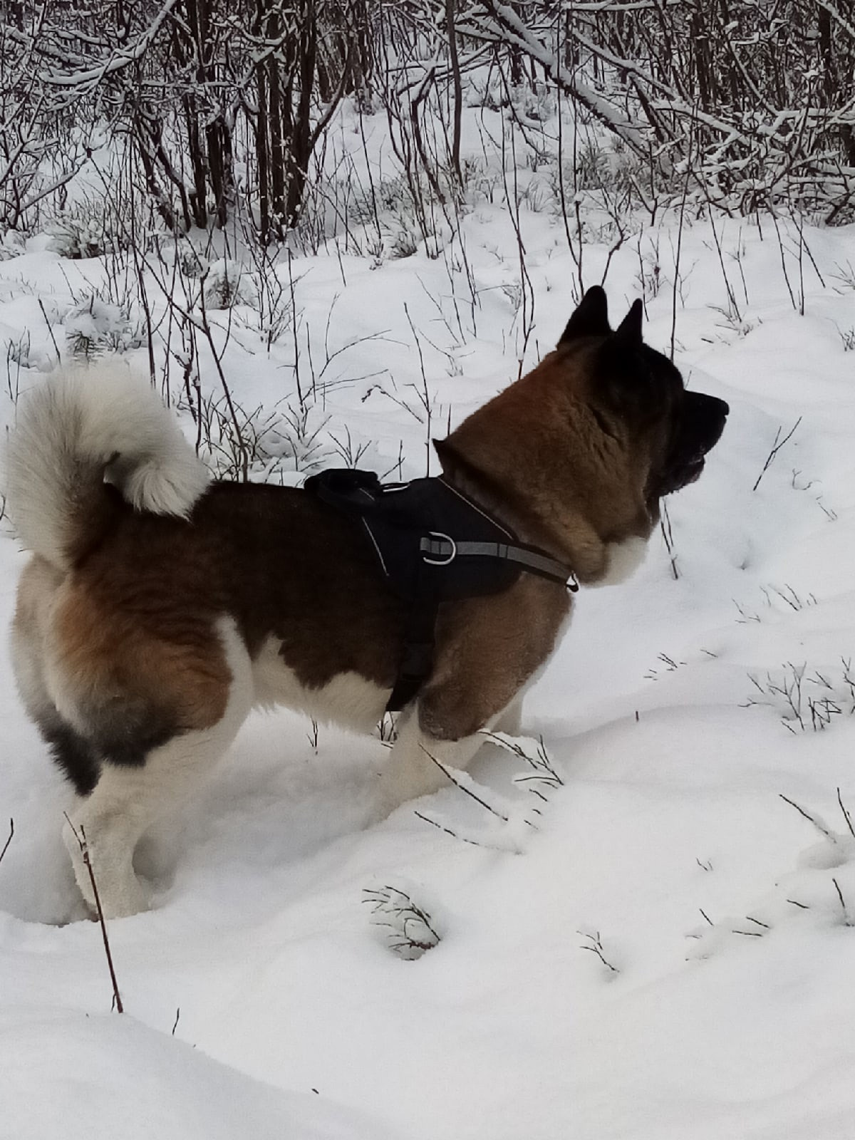 Американская акита питомник RUBYLIGHT. Американская акита I Сиба ину I Питомник RUBYLIGHT