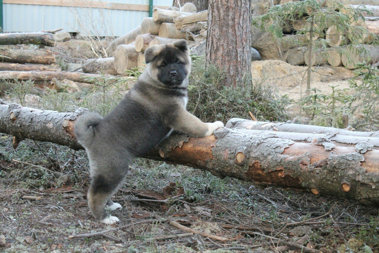 Американская акита питомник RUBYLIGHT. Американская акита I Сиба ину I Питомник RUBYLIGHT