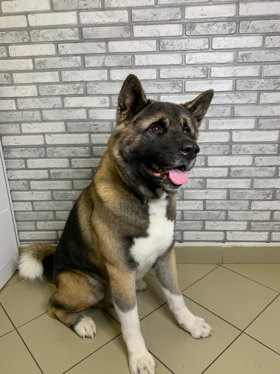 Svargas Odissey * Чоко. AMERICAN AKITA RUBYLIGHT KENNEL I SHIBA-INU