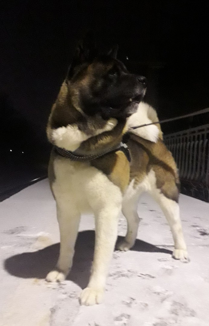 Американская акита питомник RUBYLIGHT. Американская акита I Сиба ину I Питомник RUBYLIGHT