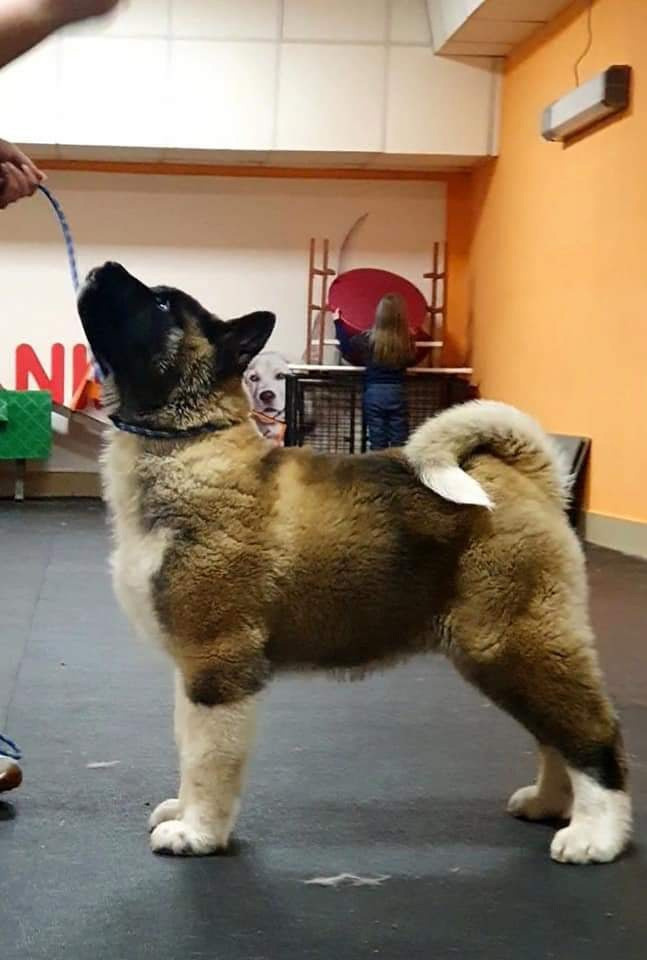 Triumf Sibiri Sting Shape of my Heart * Сэм  (Отец Zar Born To Be Famous Iz Ryzhei Stai , Мать Triumf Sibiri Dreams Come True)  Американская Акита кобель питомник RUBYLIGHT Санкт-Петербург