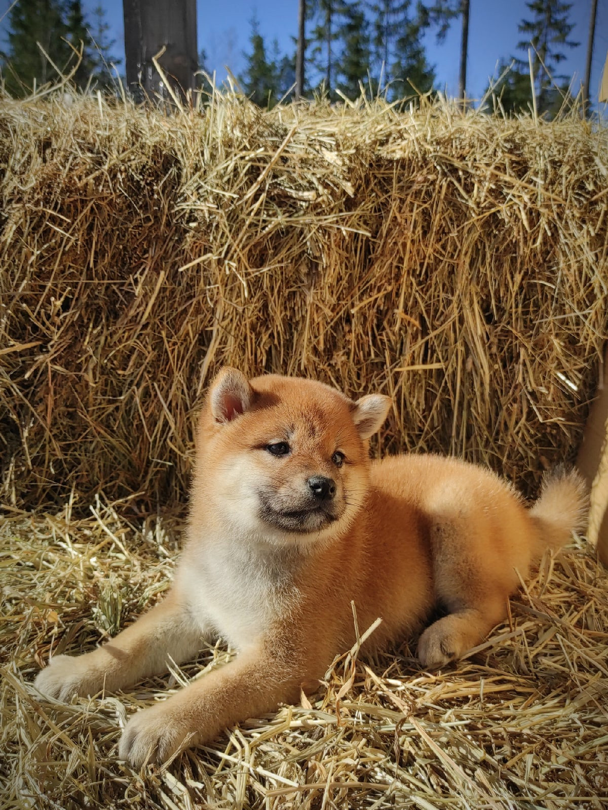 RUBYLIGHT IRIS. AMERICAN AKITA RUBYLIGHT KENNEL I SHIBA-INU