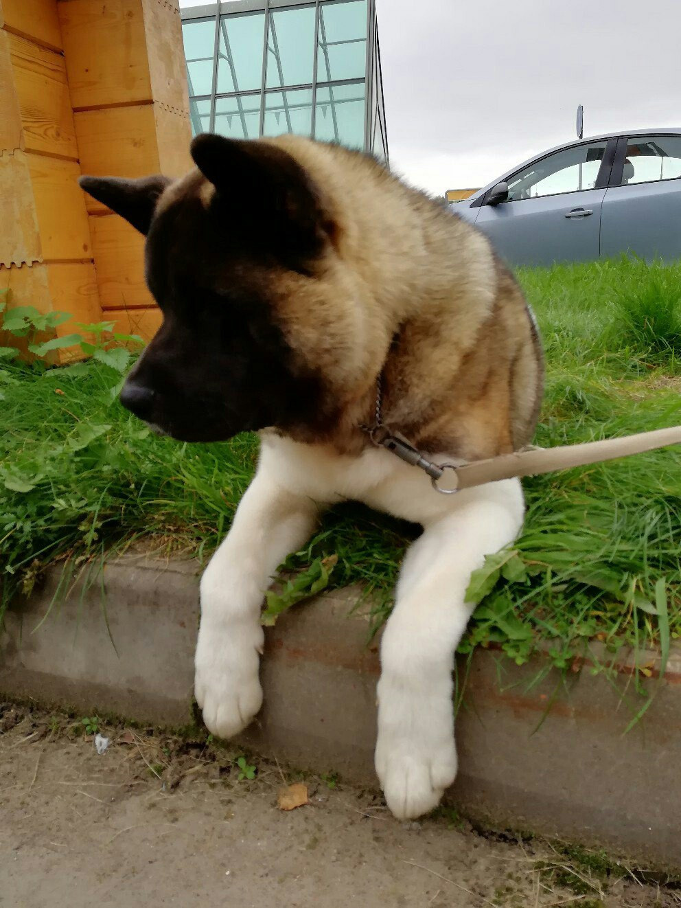 Американская акита питомник RUBYLIGHT. Американская акита I Сиба ину I Питомник RUBYLIGHT