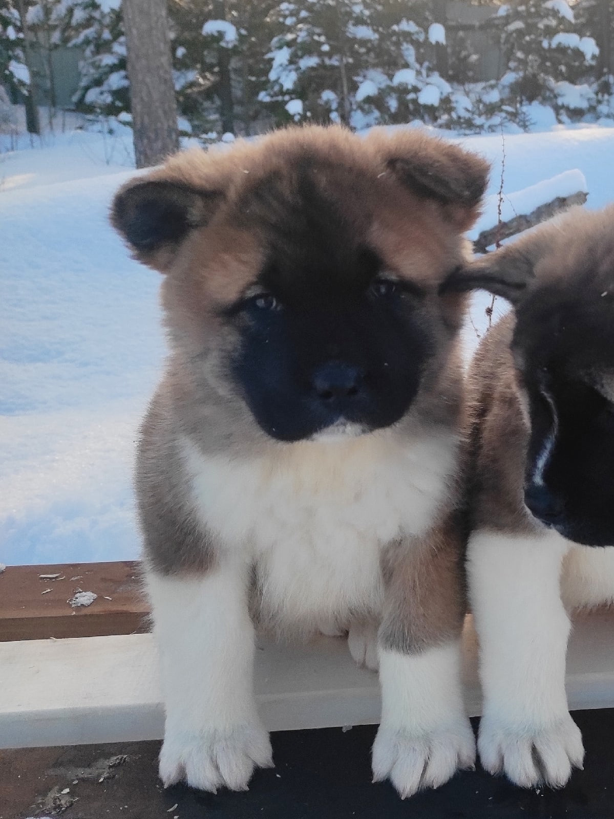 Помет Х дата рождения 21.01.2021 Отец: Alter Real Mercury , Мать: RUBYLIGHT BIYA