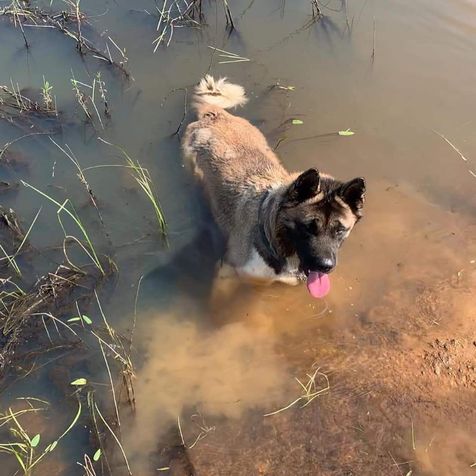 Американская акита питомник RUBYLIGHT. Американская акита I Сиба ину I Питомник RUBYLIGHT