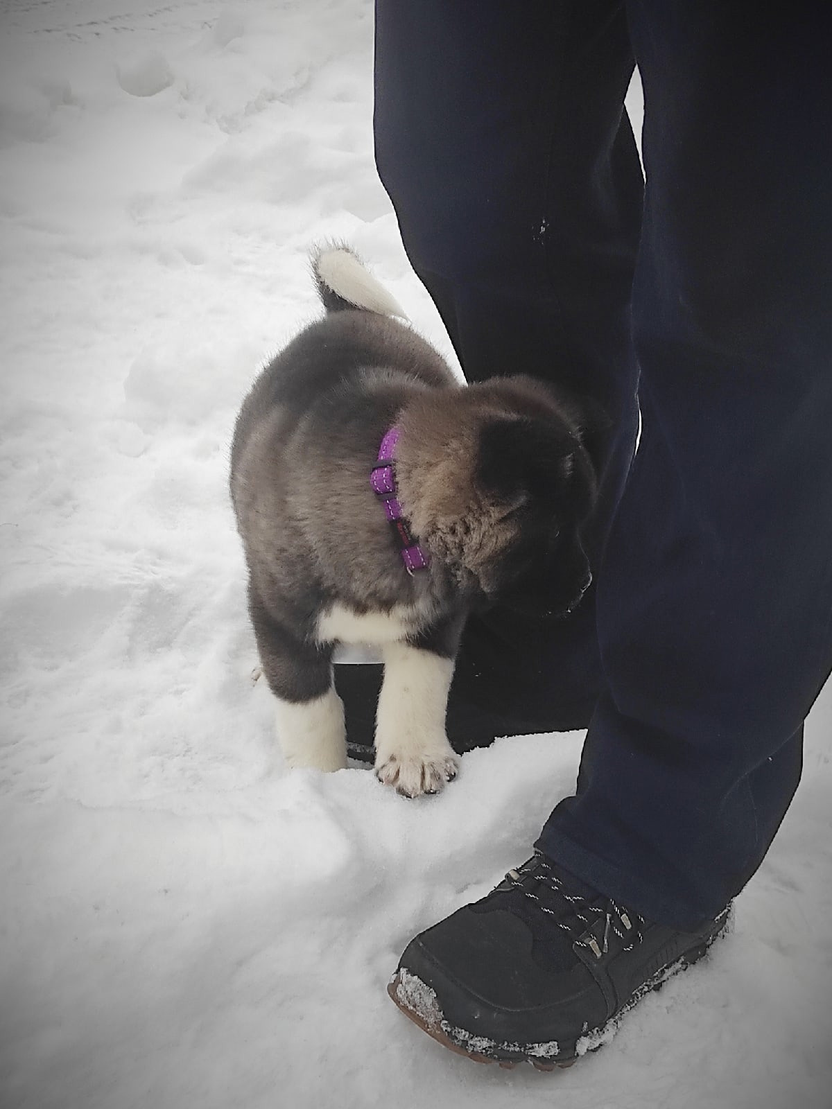 Американская акита щенки питомник