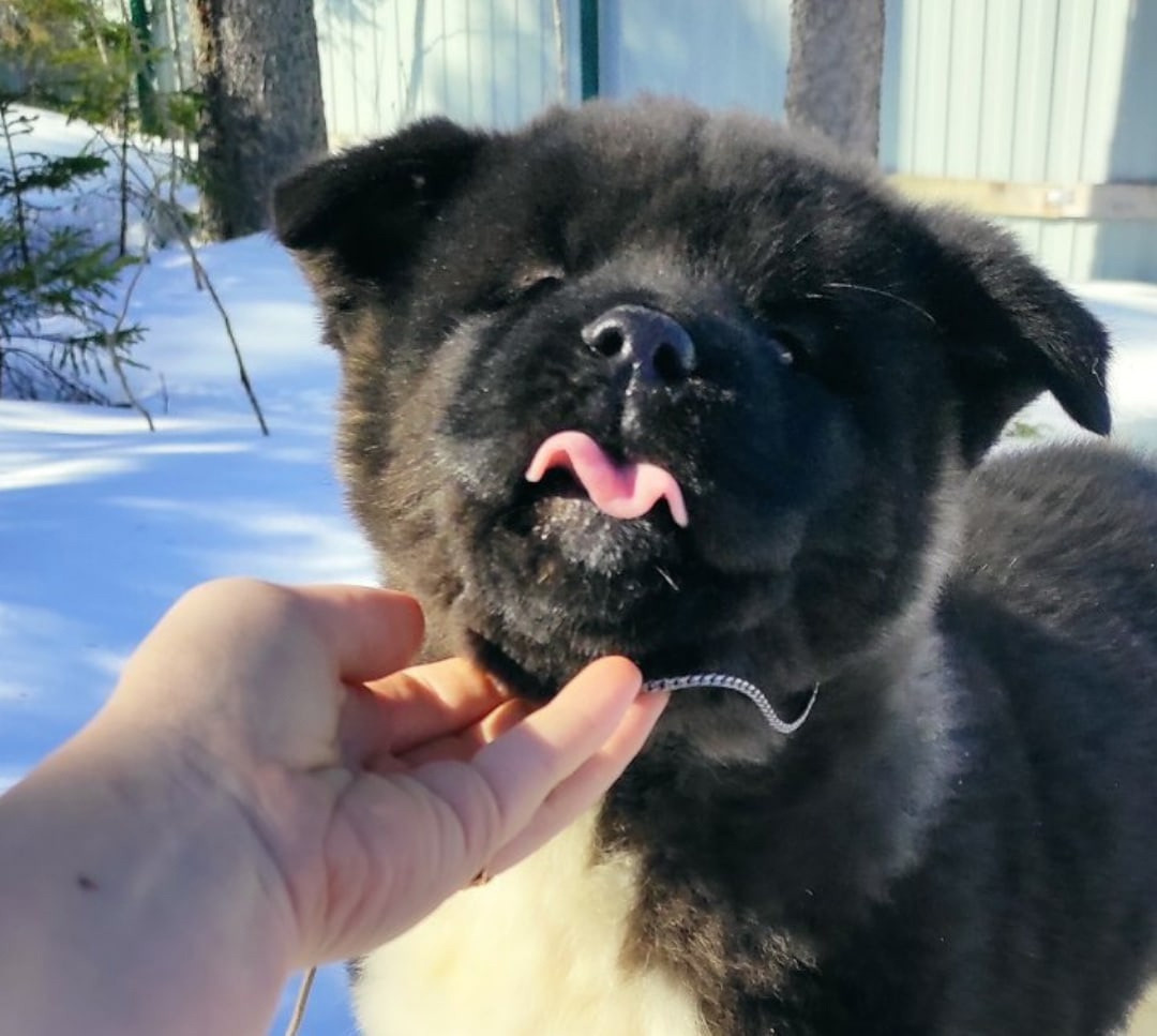 Американская акита щенки питомник