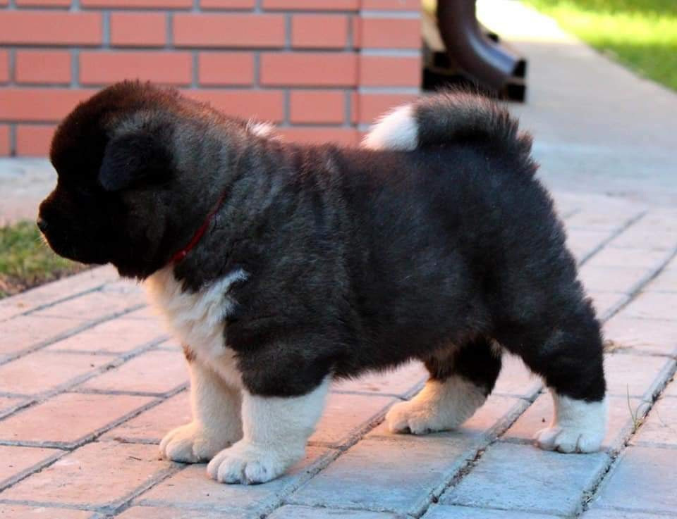 Triumf Sibiri Sting Shape of my Heart * Сэм  (Отец Zar Born To Be Famous Iz Ryzhei Stai , Мать Triumf Sibiri Dreams Come True)  Американская Акита кобель питомник RUBYLIGHT Санкт-Петербург