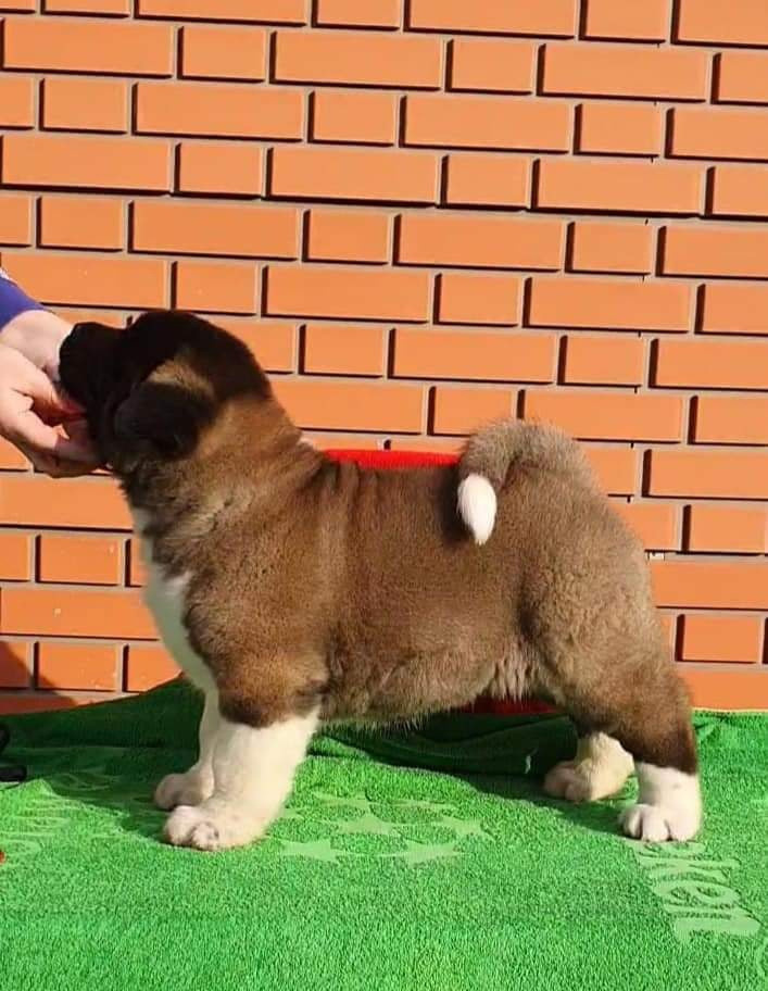 Triumf Sibiri Sting Shape of my Heart * Сэм  (Отец Zar Born To Be Famous Iz Ryzhei Stai , Мать Triumf Sibiri Dreams Come True)  Американская Акита кобель питомник RUBYLIGHT Санкт-Петербург