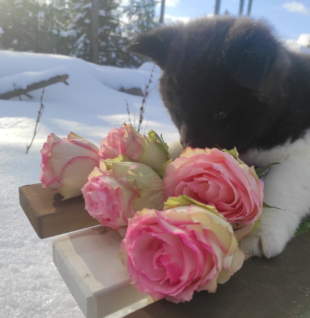 Американская акита щенки питомник