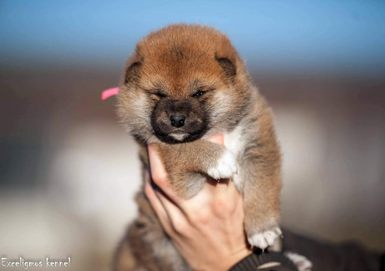 Питомник Рубилайт Сиба Эми* Exceligmos Zaffiro Verde