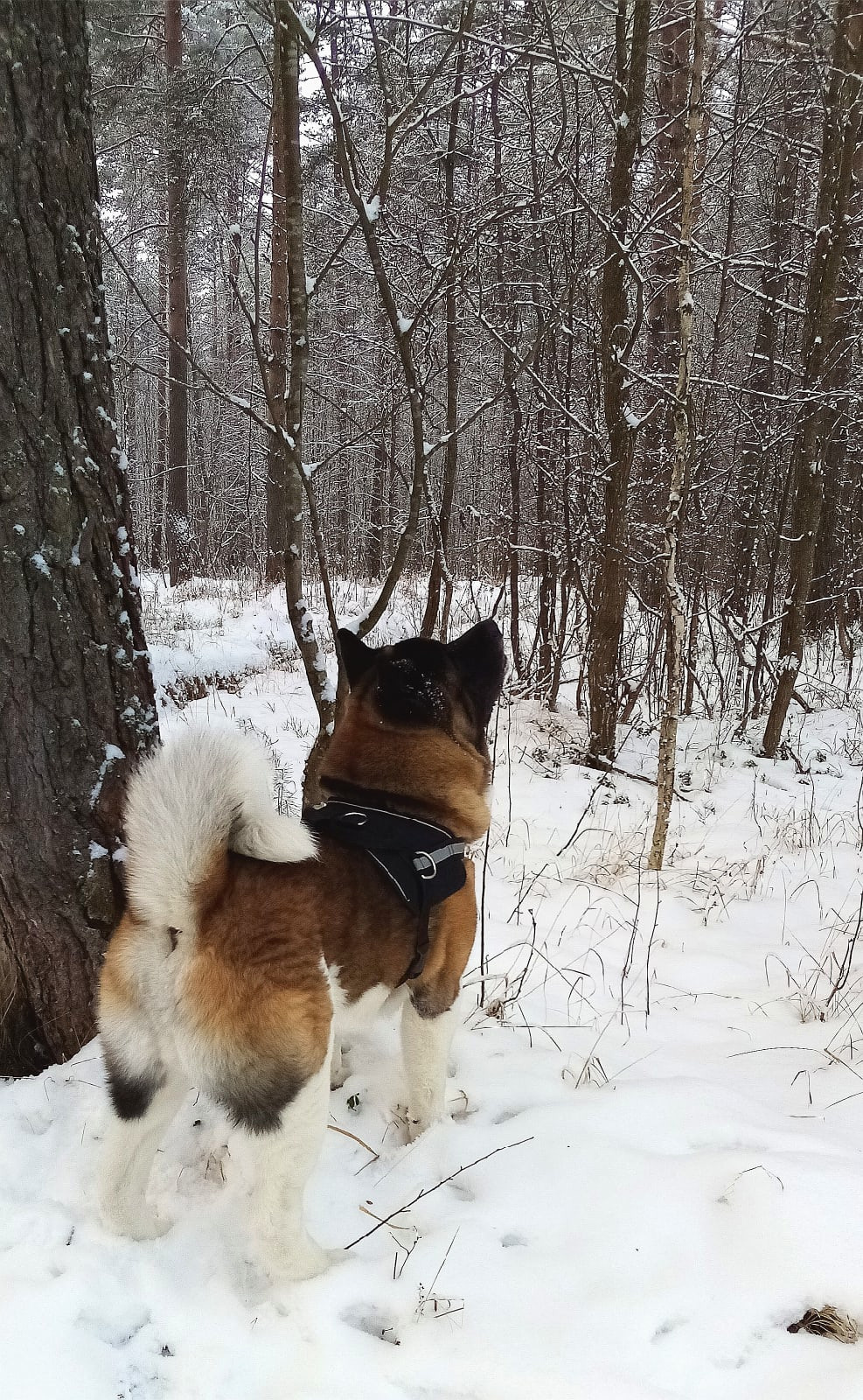 Американская акита питомник RUBYLIGHT. Американская акита I Сиба ину I Питомник RUBYLIGHT