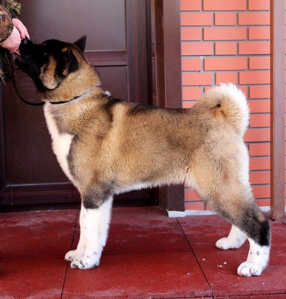 Triumf Sibiri Sting Shape of my Heart * Сэм  (Отец Zar Born To Be Famous Iz Ryzhei Stai , Мать Triumf Sibiri Dreams Come True)  Американская Акита кобель питомник RUBYLIGHT Санкт-Петербург