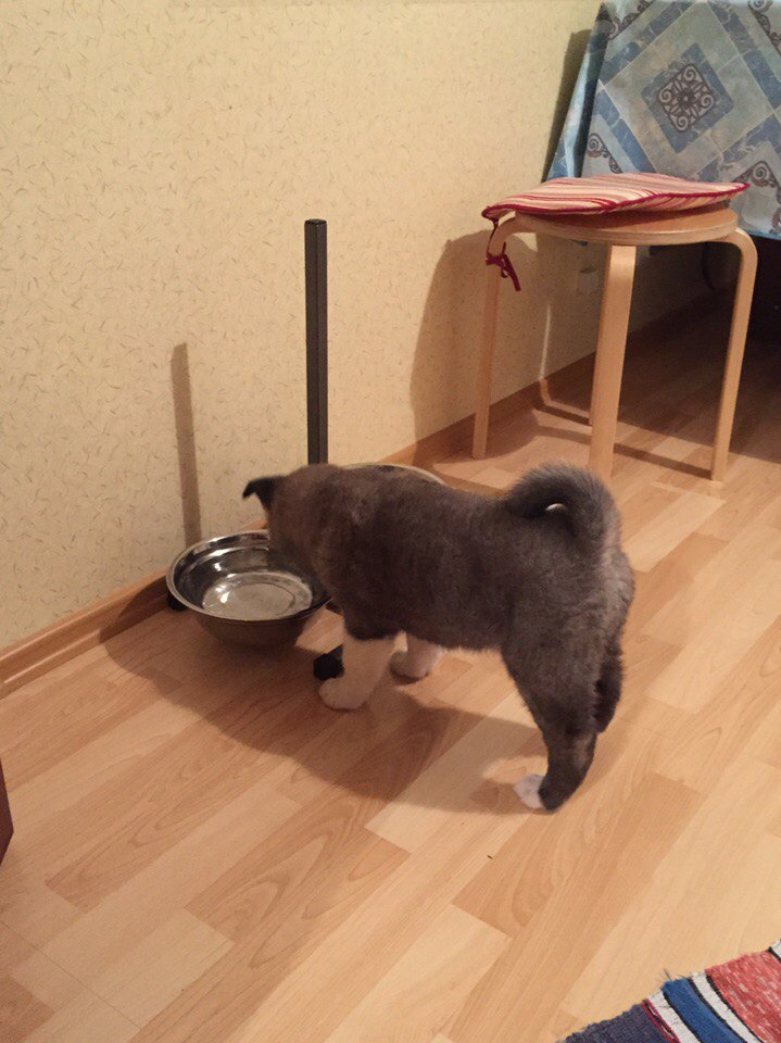 Svargas Dancing in the rain. AMERICAN AKITA RUBYLIGHT KENNEL I SHIBA-INU