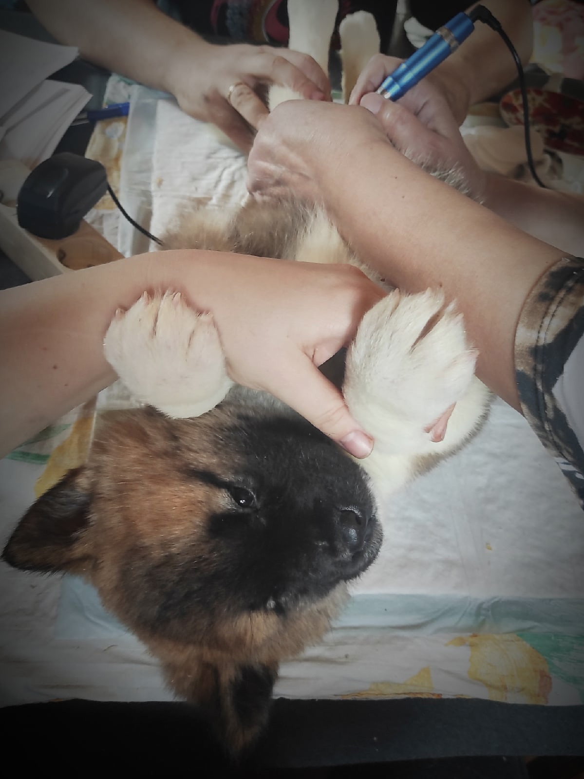 Помет Х дата рождения 21.01.2021 Отец: Alter Real Mercury , Мать: RUBYLIGHT BIYA