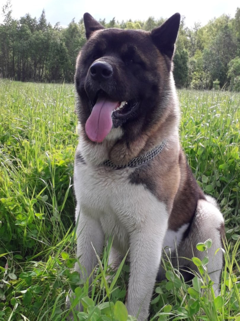 Американская акита питомник RUBYLIGHT. Американская акита I Сиба ину I Питомник RUBYLIGHT