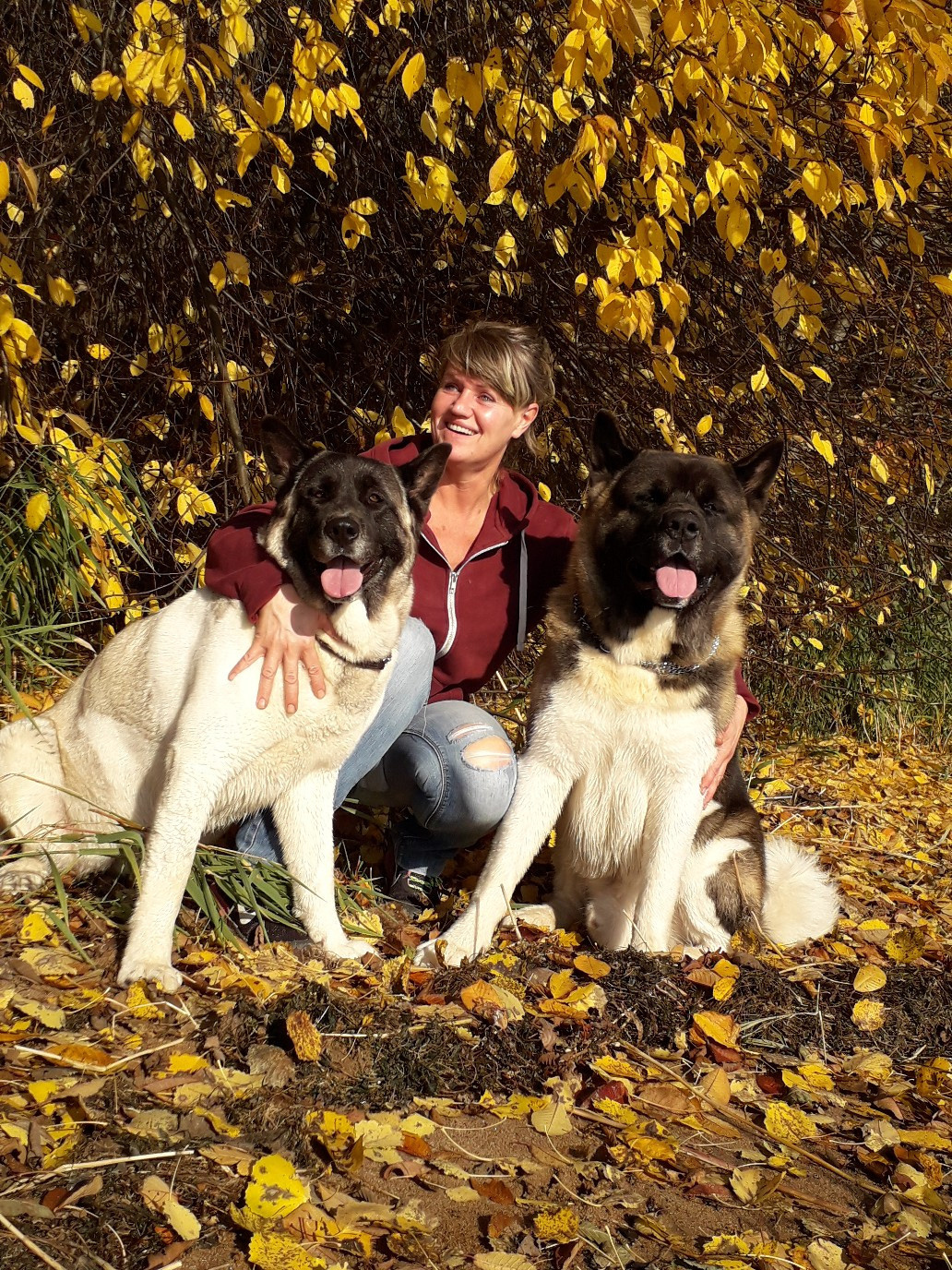 Американская акита питомник RUBYLIGHT. Американская акита I Сиба ину I Питомник RUBYLIGHT