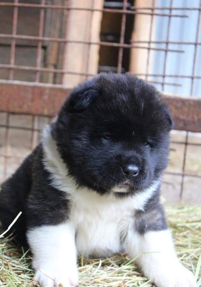 Triumf Sibiri Sting Shape of my Heart * Сэм  (Отец Zar Born To Be Famous Iz Ryzhei Stai , Мать Triumf Sibiri Dreams Come True)  Американская Акита кобель питомник RUBYLIGHT Санкт-Петербург