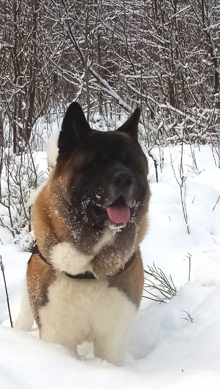 Американская акита питомник RUBYLIGHT. Американская акита I Сиба ину I Питомник RUBYLIGHT