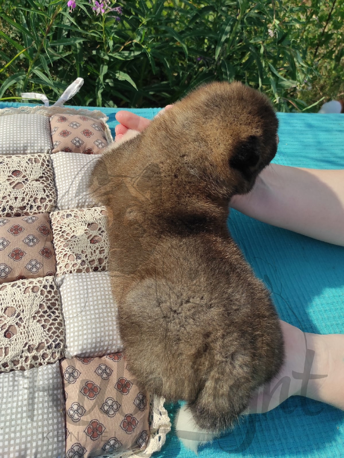 Щенки американской акиты