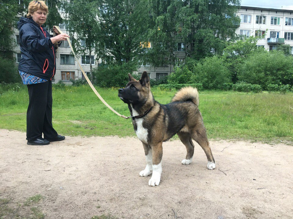 Svargas Odissey * Чоко. AMERICAN AKITA RUBYLIGHT KENNEL I SHIBA-INU