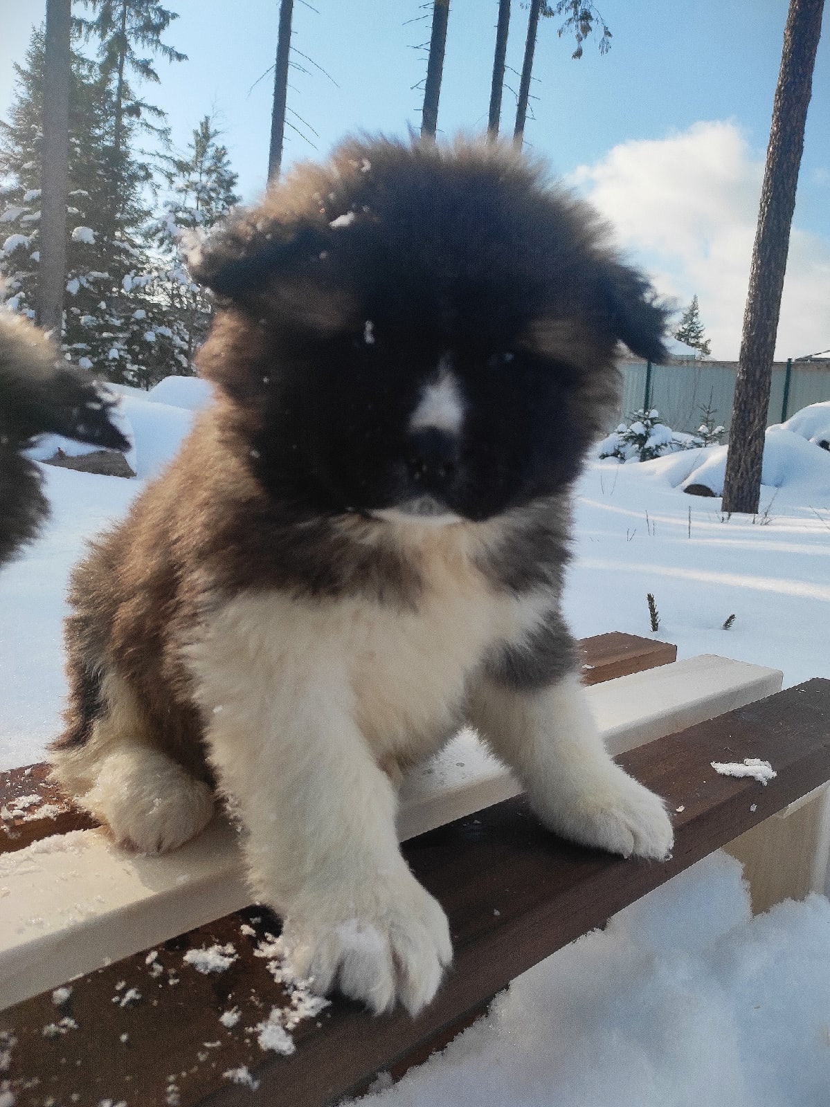 Американская акита щенки питомник