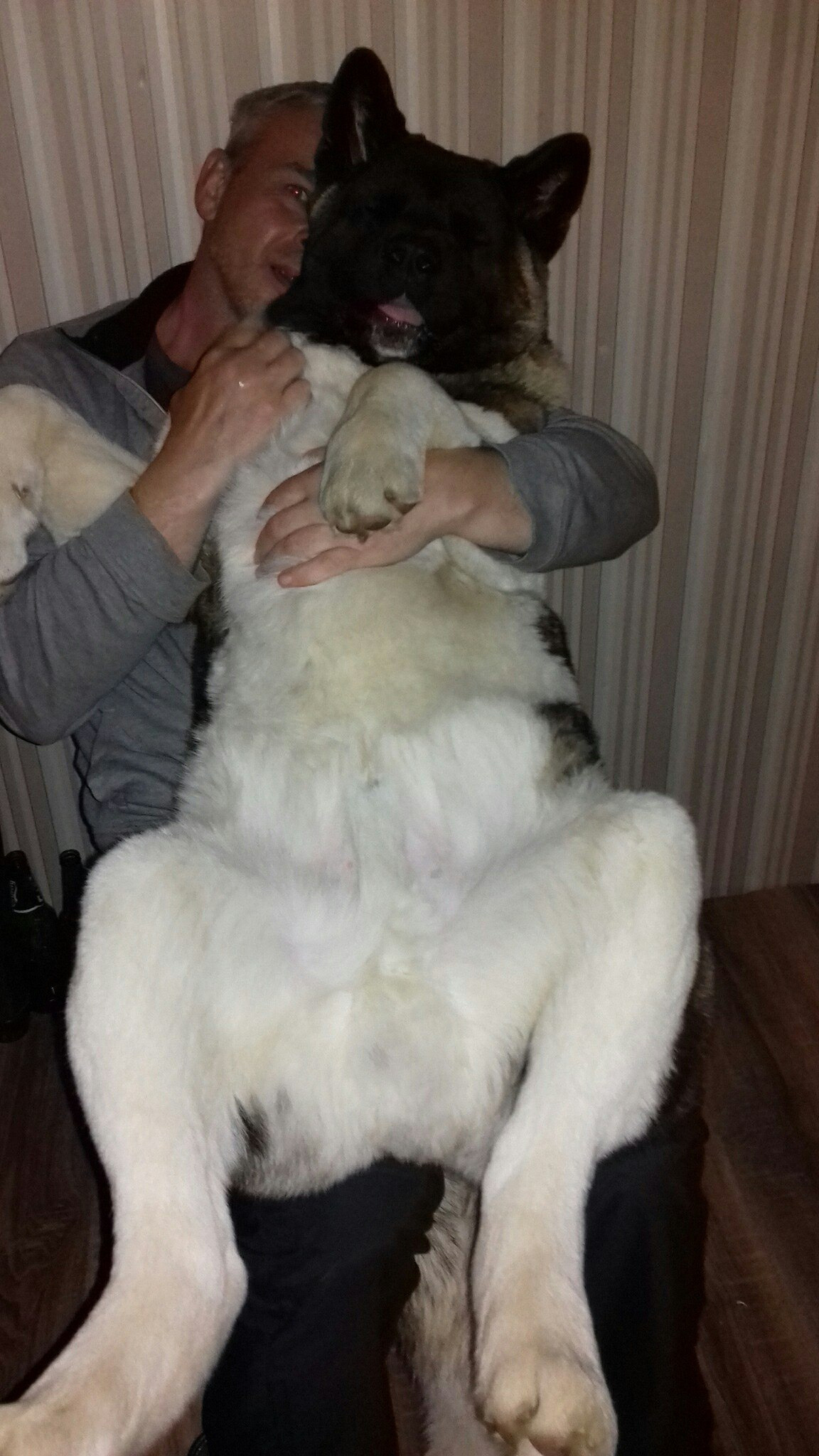 Американская акита питомник RUBYLIGHT. Американская акита I Сиба ину I Питомник RUBYLIGHT