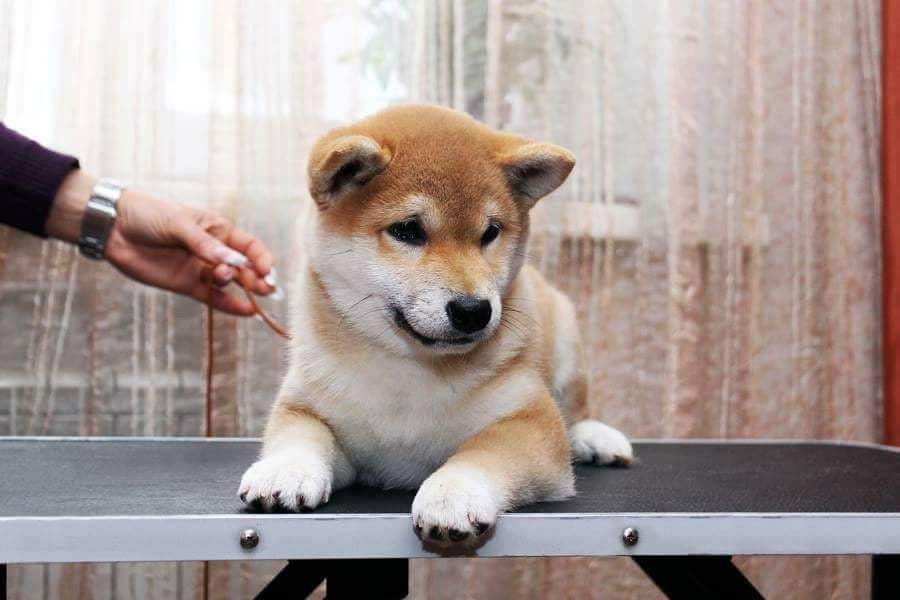 Старки * TRIUMF SIBIRI AKIKO CHIKAKO RUBYLIGHT KENNEL щенки сиба купить Санкт-Петербург 