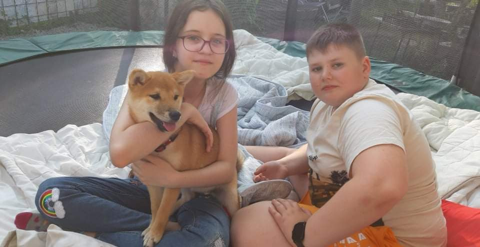 RUBYLIGHT JULY. AMERICAN AKITA RUBYLIGHT KENNEL I SHIBA-INU