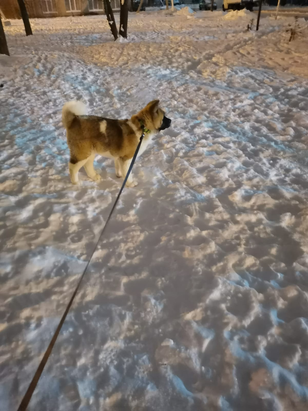 RUBYLIGHT GUCHI * Гуччи. AMERICAN AKITA RUBYLIGHT KENNEL I SHIBA-INU