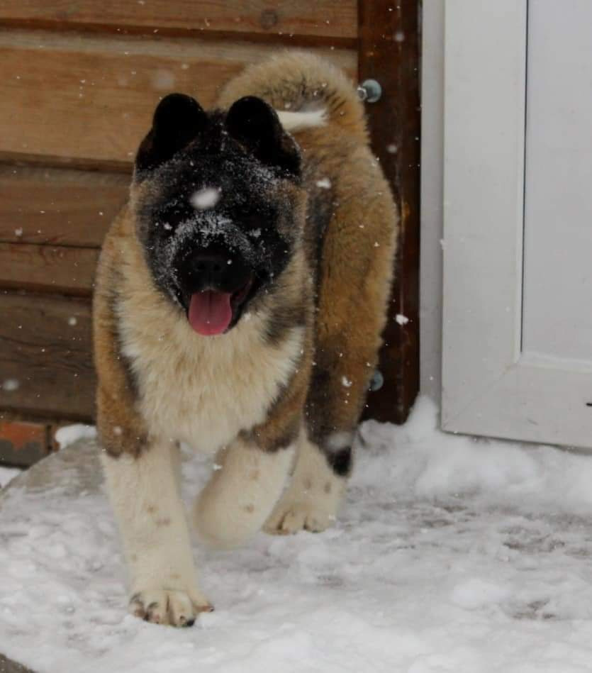 Triumf Sibiri Sting Shape of my Heart * Сэм  (Отец Zar Born To Be Famous Iz Ryzhei Stai , Мать Triumf Sibiri Dreams Come True)  Американская Акита кобель питомник RUBYLIGHT Санкт-Петербург