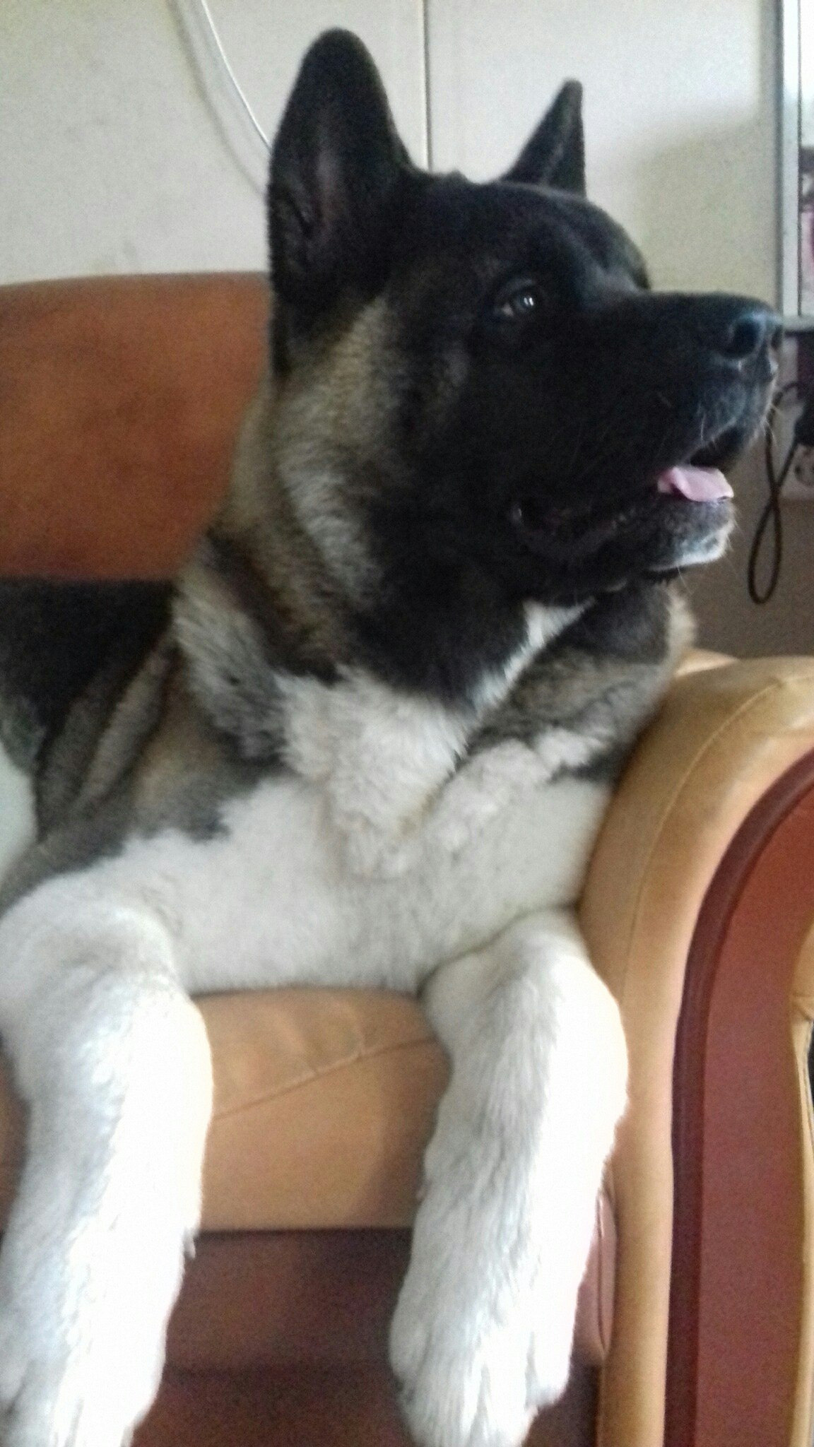 Американская акита питомник RUBYLIGHT. Американская акита I Сиба ину I Питомник RUBYLIGHT