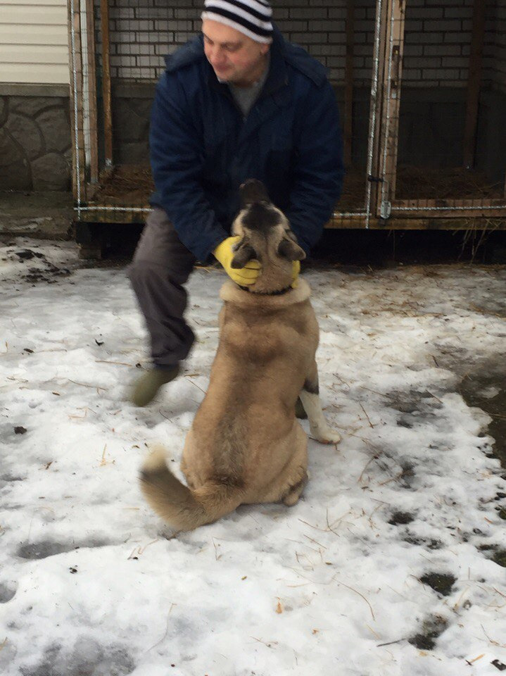 Svargas Dancing in the rain. AMERICAN AKITA RUBYLIGHT KENNEL I SHIBA-INU