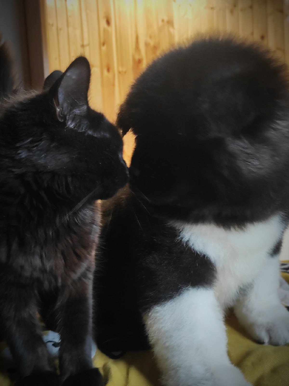 RUBYLIGHT HANNA * Ханна ( Отец: Alter Real Mercury , Мать: RUBYLIGHT BIYA )