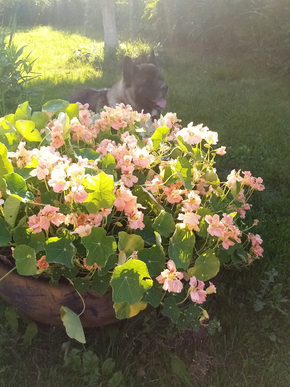 Американская акита питомник RUBYLIGHT. Американская акита I Сиба ину I Питомник RUBYLIGHT