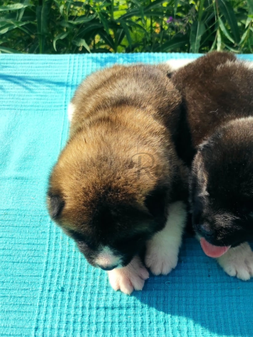 Щенки американской акиты