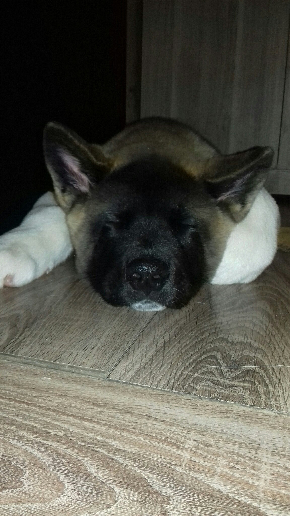 Американская акита питомник RUBYLIGHT. Американская акита I Сиба ину I Питомник RUBYLIGHT