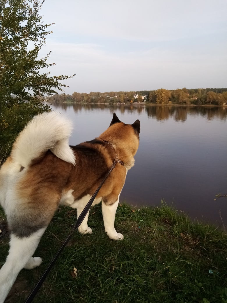 Американская акита питомник RUBYLIGHT. Американская акита I Сиба ину I Питомник RUBYLIGHT