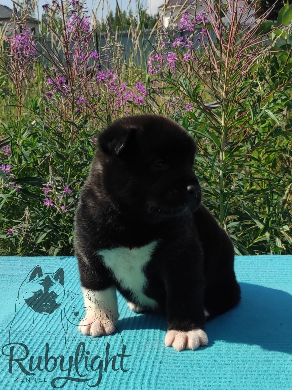 Щенки американской акиты