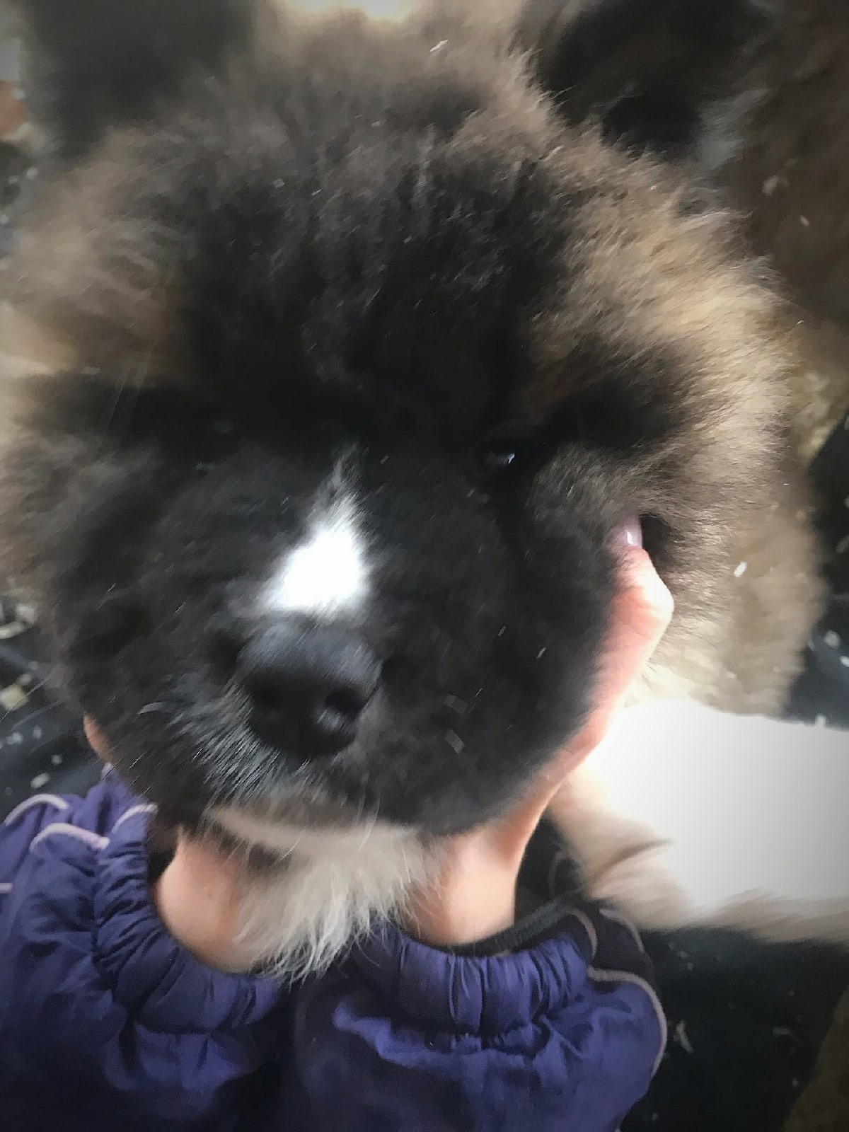 Американская акита щенки питомник