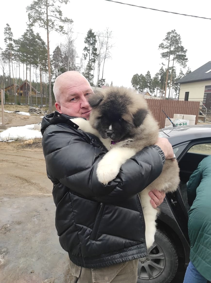 RUBYLIGHT HUGO * Хьюго ( Отец: Alter Real Mercury , Мать: RUBYLIGHT BIYA )