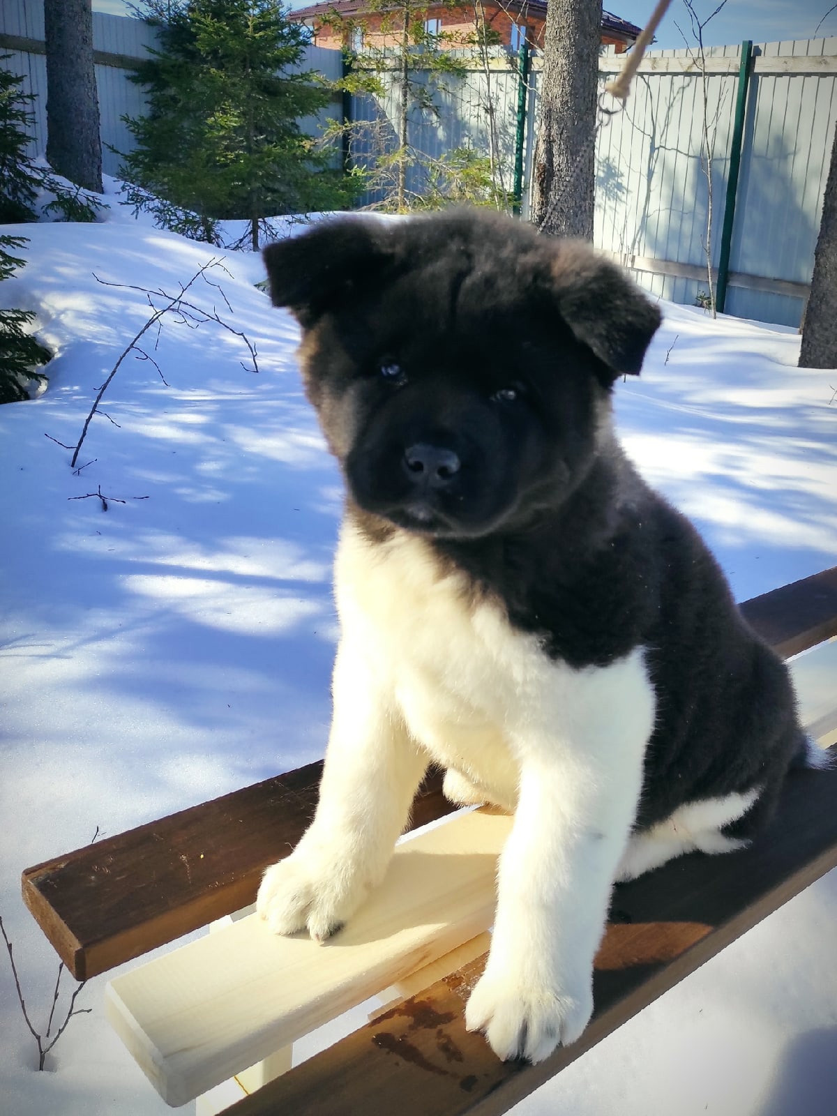 Американская акита щенки питомник