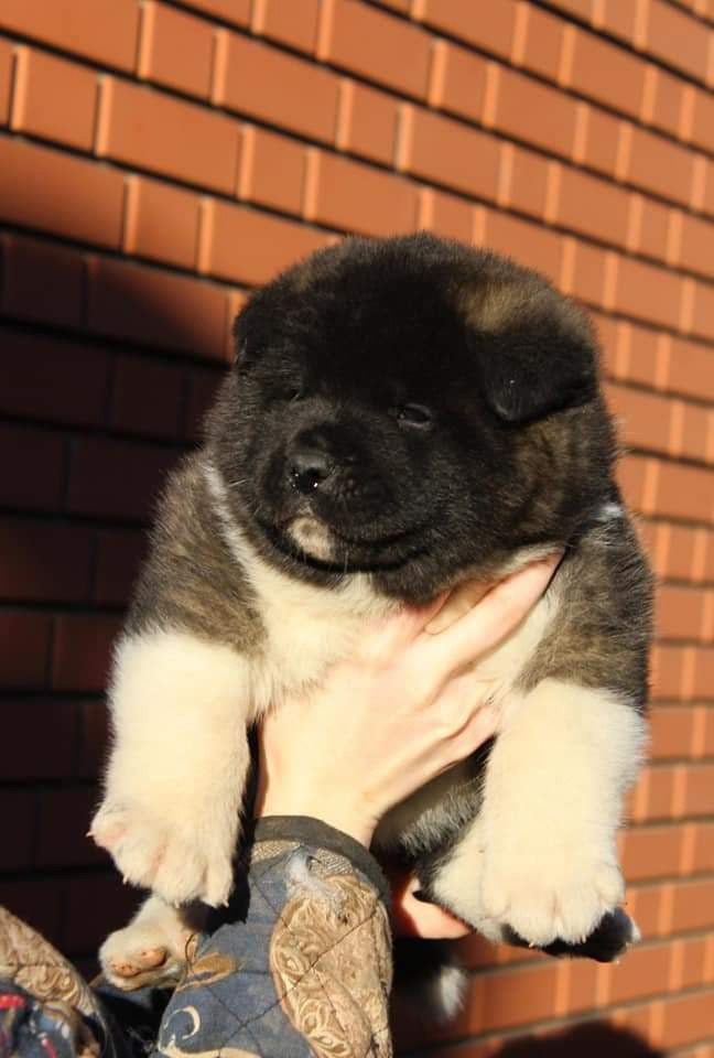 Triumf Sibiri Sting Shape of my Heart * Сэм  (Отец Zar Born To Be Famous Iz Ryzhei Stai , Мать Triumf Sibiri Dreams Come True)  Американская Акита кобель питомник RUBYLIGHT Санкт-Петербург