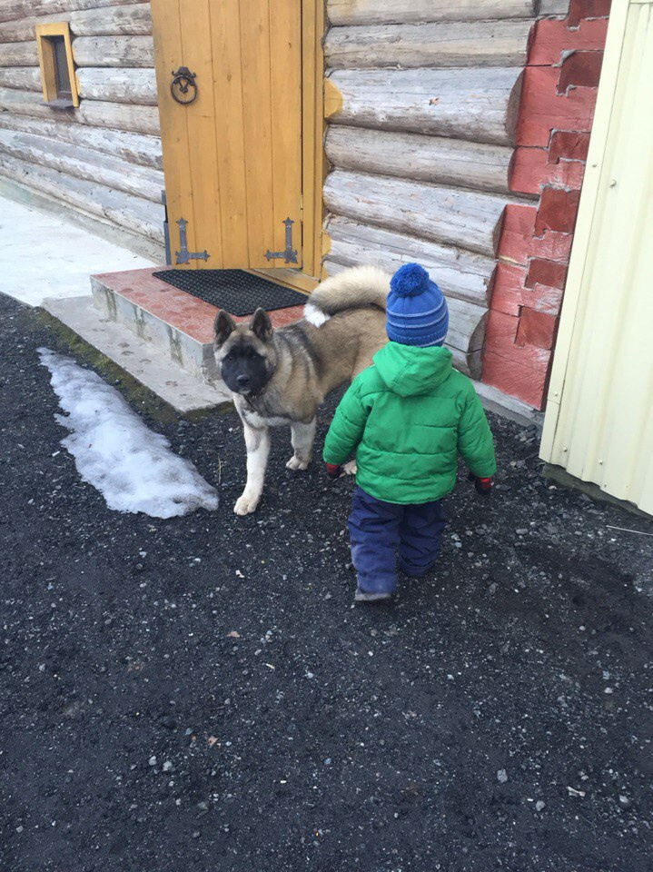Svargas Dancing in the rain. AMERICAN AKITA RUBYLIGHT KENNEL I SHIBA-INU