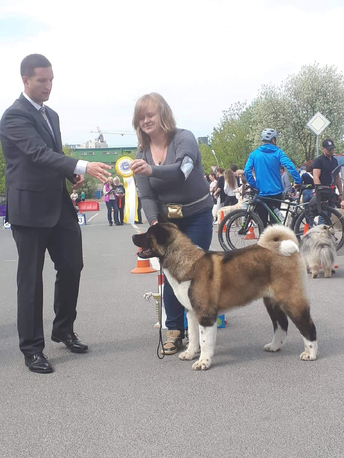 Triumf Sibiri Sting Shape of my Heart * Сэм  (Отец Zar Born To Be Famous Iz Ryzhei Stai , Мать Triumf Sibiri Dreams Come True)  Американская Акита кобель питомник RUBYLIGHT Санкт-Петербург