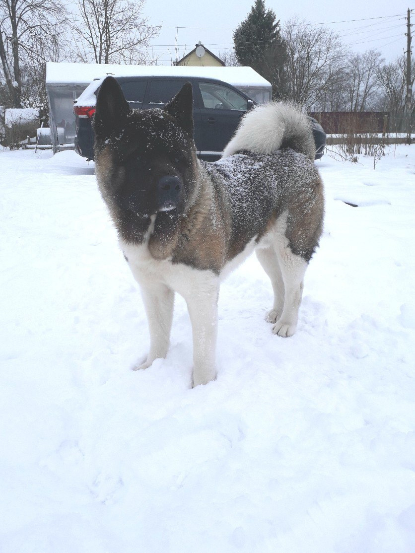 Американская акита питомник RUBYLIGHT. Американская акита I Сиба ину I Питомник RUBYLIGHT