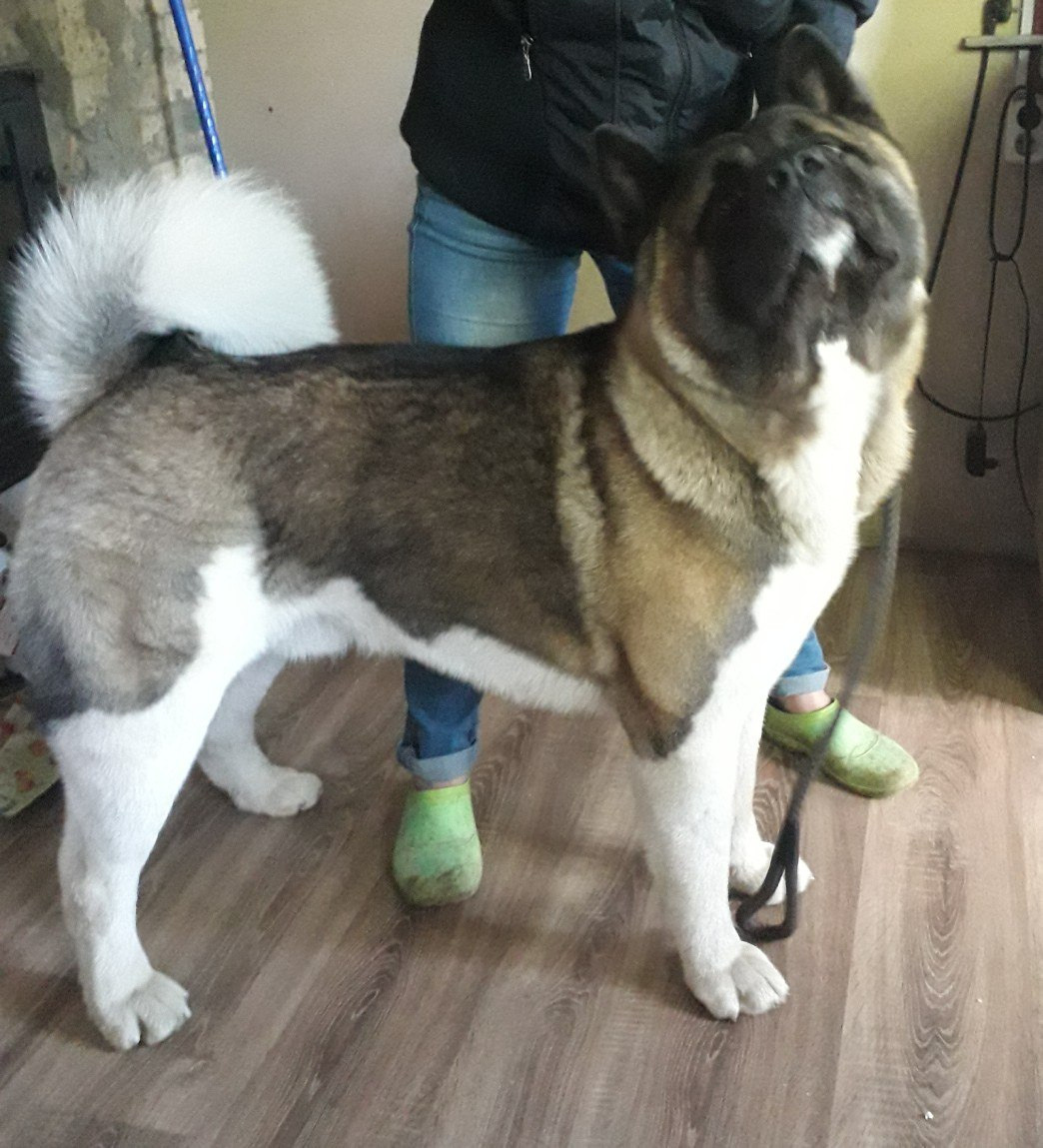 Американская акита питомник RUBYLIGHT. Американская акита I Сиба ину I Питомник RUBYLIGHT