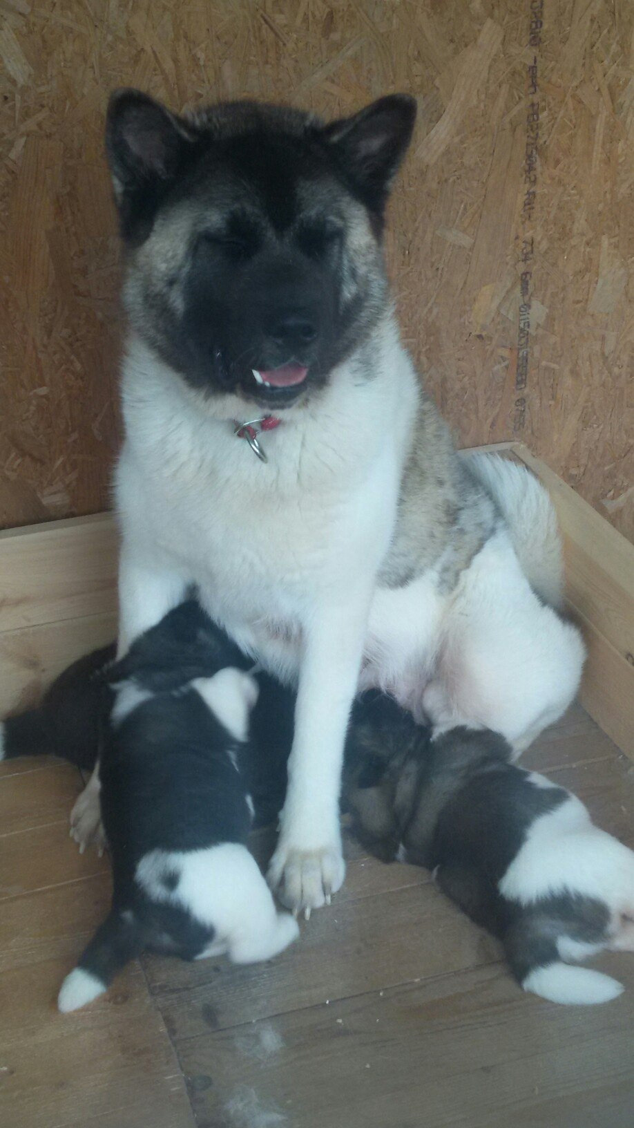 Помет И общее. AMERICAN AKITA RUBYLIGHT KENNEL I SHIBA-INU