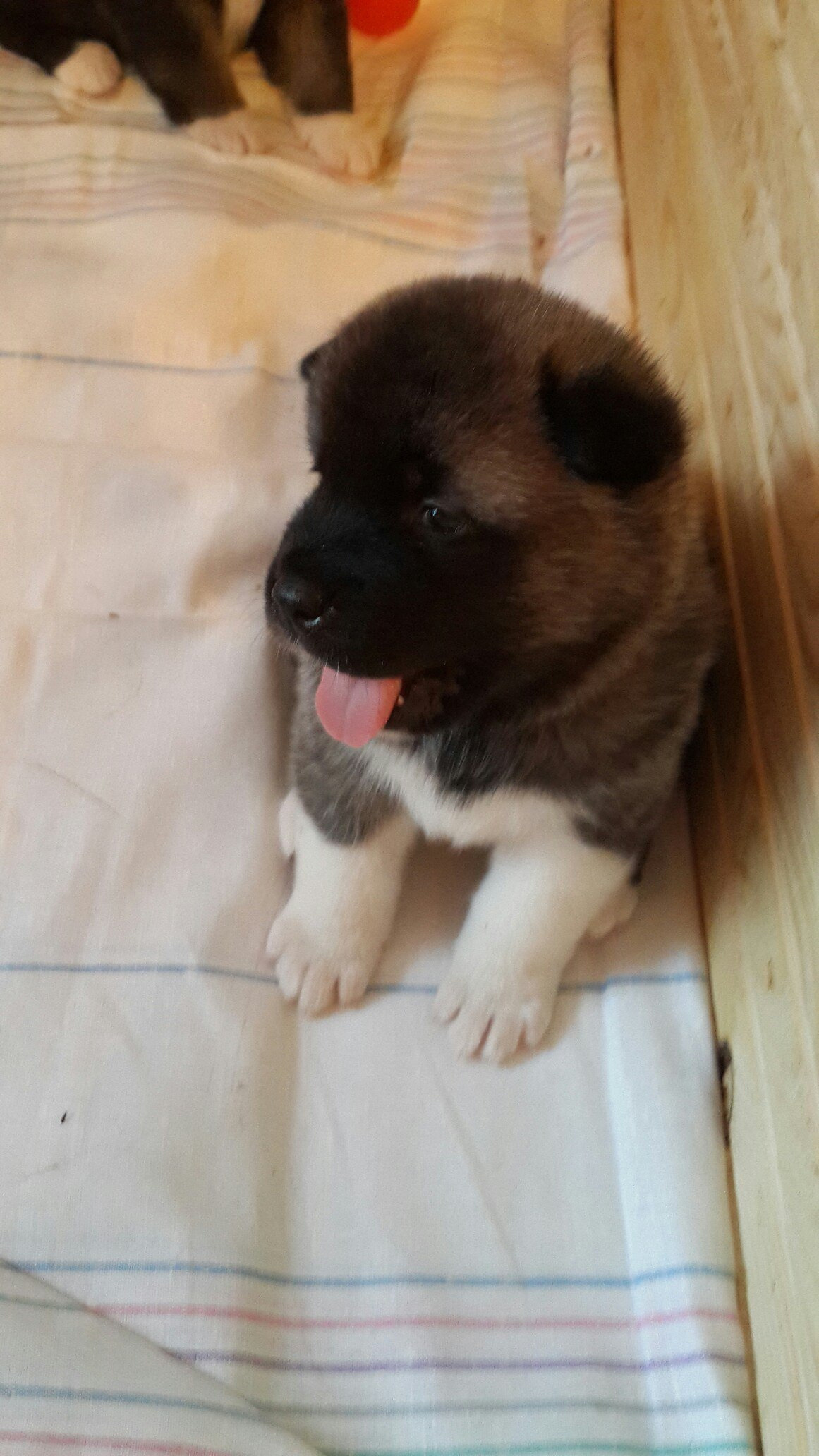 Svargas Dancing in the rain. AMERICAN AKITA RUBYLIGHT KENNEL I SHIBA-INU