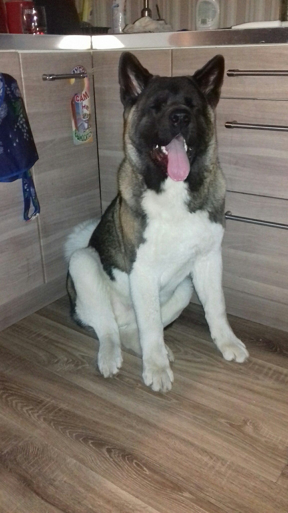 Американская акита питомник RUBYLIGHT. Американская акита I Сиба ину I Питомник RUBYLIGHT